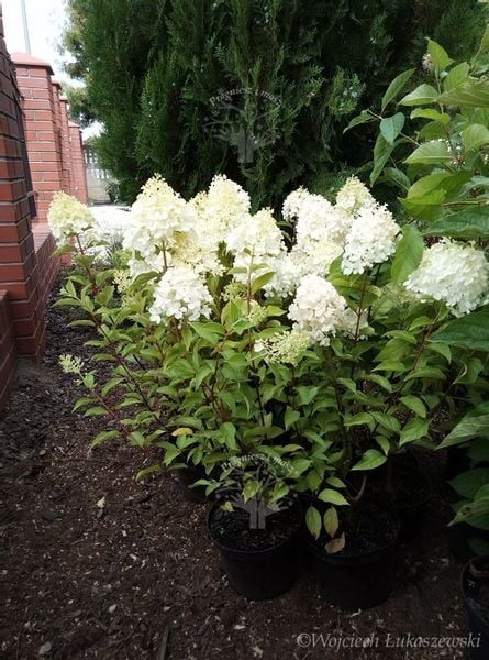 Hortensja Bukietowa Polar Bear Hydrangea Paniculata Arena Pl