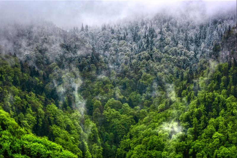 Fototapeta Las We Mgle Natura Ro Liny Do Salonu X Arena Pl