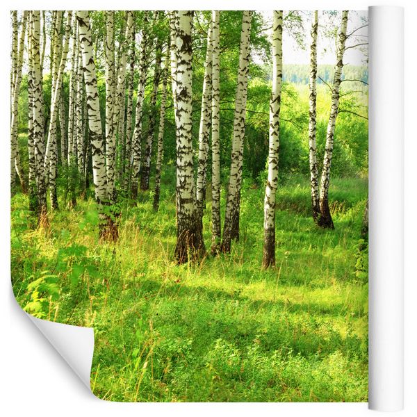 Fototapeta Las Brzozowy NATURA Drzewa Do Salonu 368cm X 254cm Arena Pl