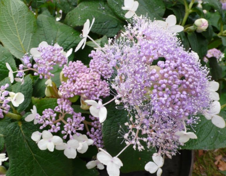 Hortensja Otulona Involucrata Sadzonki W Don Nw Arena Pl