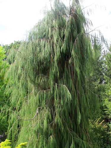 Cyprysik Lawsona Imbricata Pendula C5 na Arena.pl
