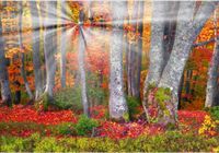 product-compare-62138042