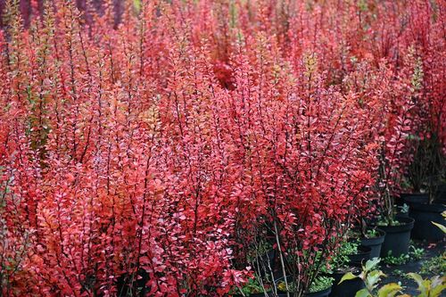 Berberys Thunberga Erecta - Berberis thunbergii na Arena.pl