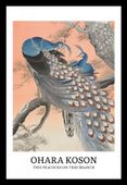 Plakat 20x30cm Design Two Peacocks, Koson Vintage do Salonu