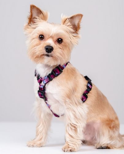 Szelki dla psa bezpieczne dla kręgosłupa Chaba Guard Story XL 30mm Lakota na Arena.pl