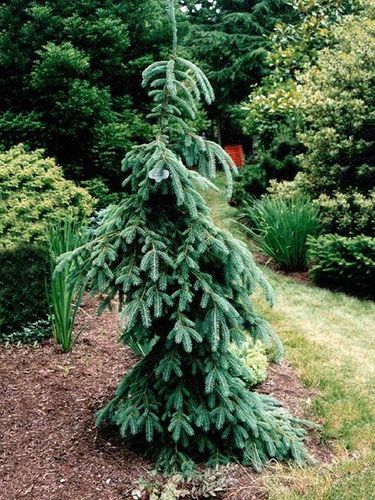 Świerk biały Pendula C7,5 na Arena.pl