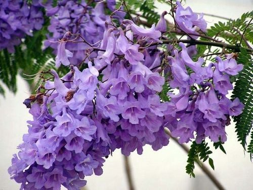 Jakaranda mimozolistna 40-60cm P9 na Arena.pl