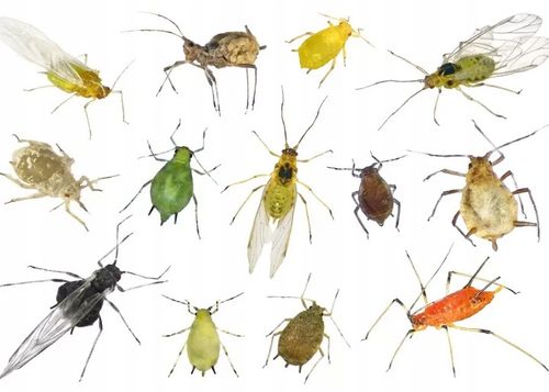 EMULPAR 250ml OWADY PRZĘDZIORKI MSZYCE MISECZNIK KLESZCZE SZKODNIKI na Arena.pl