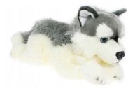 Pies husky 42cm 32041