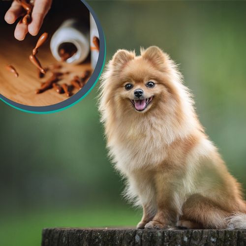 Suplement dla psów i kotów wsparcie wątroby Vet Hepatile 40 kaps. Twist Off na Arena.pl