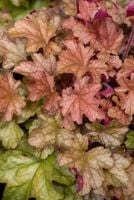 product-compare-59445328