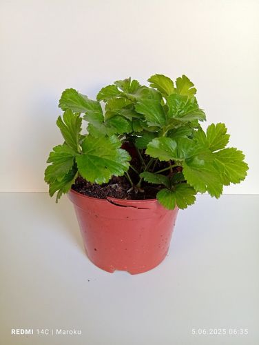 Pragnia syberyjska (Waldsteinia ternata) – złoty dywan ogrodu na Arena.pl