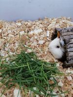 Trociny dla chomika, świnki, królika, szczeniaka 60l