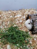 Trociny dla chomika, świnki, królika, szczeniaka 60l