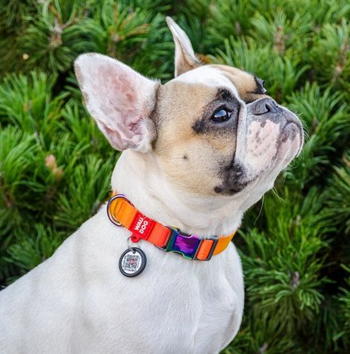 Collar Waudog Recycled Obroża Nylonowa Z Qr-Paszportem, Gradient S 15Mm X na Arena.pl