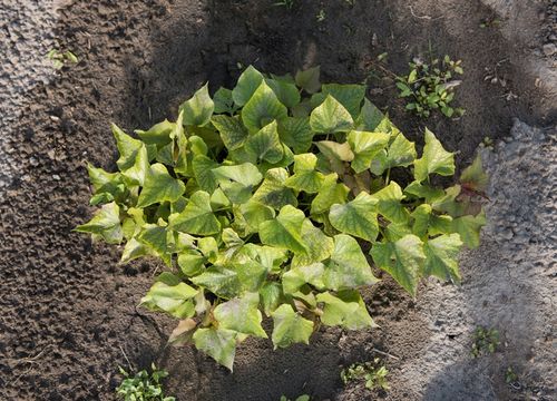 10x KOREK LINIA KROPLUJĄCA NAWODNIENIE KROPELKOWE na Arena.pl