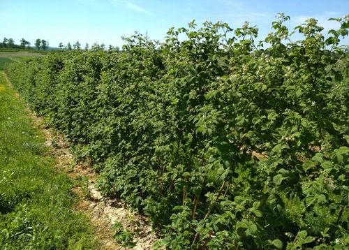 MALINA - LASZKA WCZESNA - SMACZNA PAKIET 10 MALIN na Arena.pl