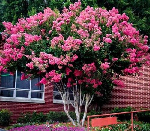 LAGERSTROEMIA BEZ POŁUDNIA - sadzonki 100cm w don. na Arena.pl