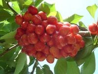 CZEREŚNIA VEGA bardzo wczesna odmiana - sadzonki 50 / 90 cm