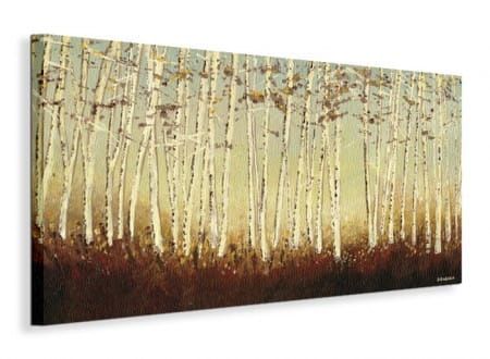 Silver Birch Trees - Obraz na płótnie 100x50 cm na Arena.pl