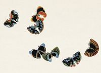 Plakat 18x13cm Butterfly 7, Sekka Japoński Vintage do Salonu