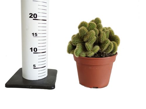 KAKTUS  20cm na Arena.pl