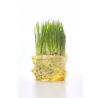 Ekologiczna trawka dla kota dla zwierząt wyrośnięta gotowa do spożycia