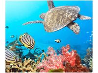 60X50CM PODWODNA PANORAMA OBRAZ ŚCIAN DREWNIANE