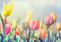 Fototapeta 3D kwiaty tulipany lilie 260x200 FLI