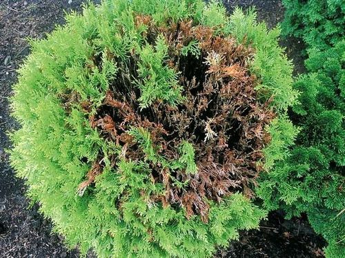 SUBSTRAL SAPROL OCHRONA TUI 100ml TUJE IGLAKI RÓŻ OZDOBNE GRZYBOBÓJCZY na Arena.pl