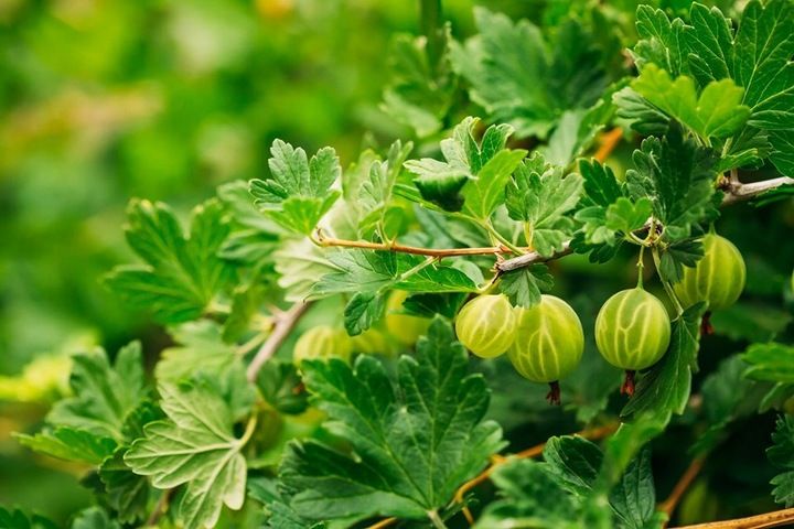 Nawóz do truskawek Florovit 3kg zdjęcie 8