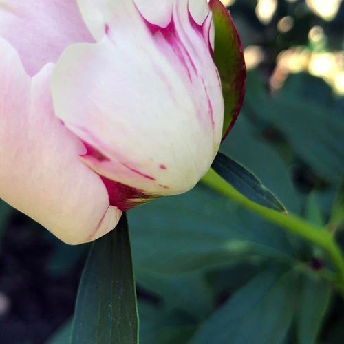 Obraz na płótnie - Canvas, Biała piwonia 60x90 na Arena.pl