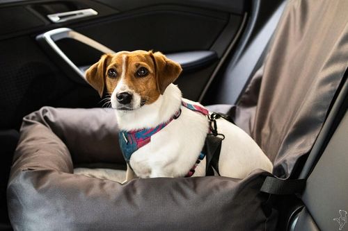 Fotelik samochodowy dla psa Transporter na Arena.pl