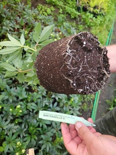 Ciemiernik 'Winter Bells' sadzonka 2l. na Arena.pl