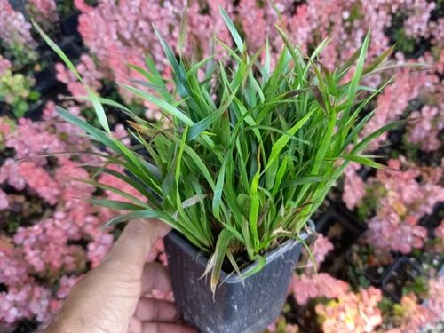 Kosmatka owłosiona IGEL Luzula Trawa do cienia Sadzonki w doniczkach na Arena.pl