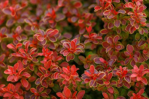 Berberys Thunberga 'Ruby Star' (Berberis thunbergii) Doniczka 2.0L na Arena.pl