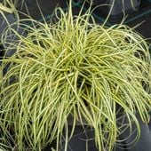 Turzyca oszimska EverColor® EVERGOLD
