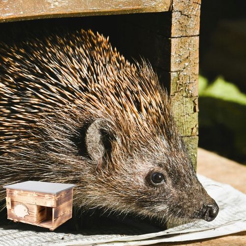 Domek dla Jeża Jeży DREWNIANY budka dom legowisko producent XXL na Arena.pl
