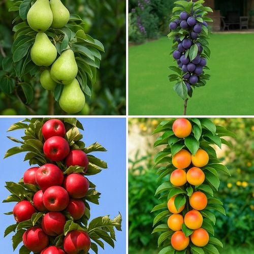 Zestaw DRZEWEK KOLUMNOWYCH Grusza Jabłoń Śliwa Morela DRZEWKA OWOCOWE na Arena.pl