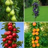 Zestaw DRZEWEK KOLUMNOWYCH Grusza Jabłoń Śliwa Morela DRZEWKA OWOCOWE