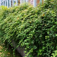 Tawulec pogięty CRISPA Roślina okrywowa Na skarpy