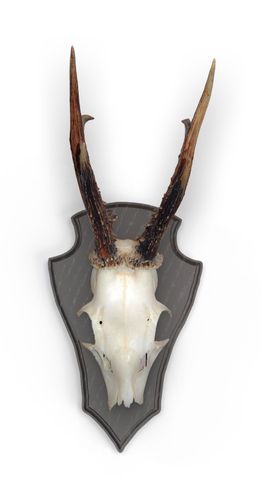 Deska Roebuck dąb 2 22x13 ciemna - zestaw 10 sztuk z metalowymi klipsami na Arena.pl