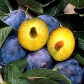 SADZONKI DRZEWKA OWOCOWE ŚLIWA PREZYDENT PÓŹNA DUŻA SOCZYSTA PLENNA