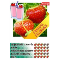 DUŻA TRUSKAWKA odmiana ELSANTA, 10 szt. sadzonek ukorzenionych