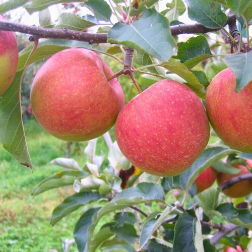 SADZONKI DRZEWKA OWOCOWE JABŁOŃ SZAMPION SŁODKA NAJLEPSZA I SOCZYSTA na Arena.pl