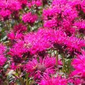 Pysznogłówka ogrodowa 'Balmy Rose' Różowa (Monarda didyma) Doniczka 1.0L