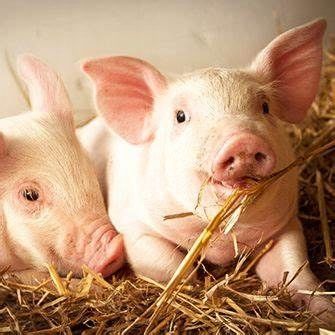 Słoma PSZENNA ściółka do budy dla psa ,ściółka pod truskawki 4KG zdjęcie 5