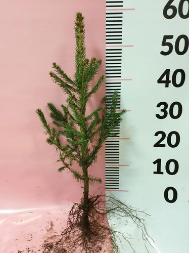 Świerk srebrny sadzonki 4 latek cm SZKÓŁKOWANY na Arena.pl