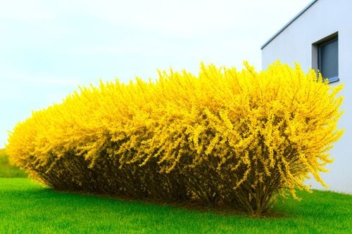 FORSYCJA żywopłot, złoto w Twoim ogrodzie PAKIET 10 SZT 60 cm na Arena.pl