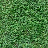 MIKROKONICZYNA drobnolistna NISKA nasiona 500g